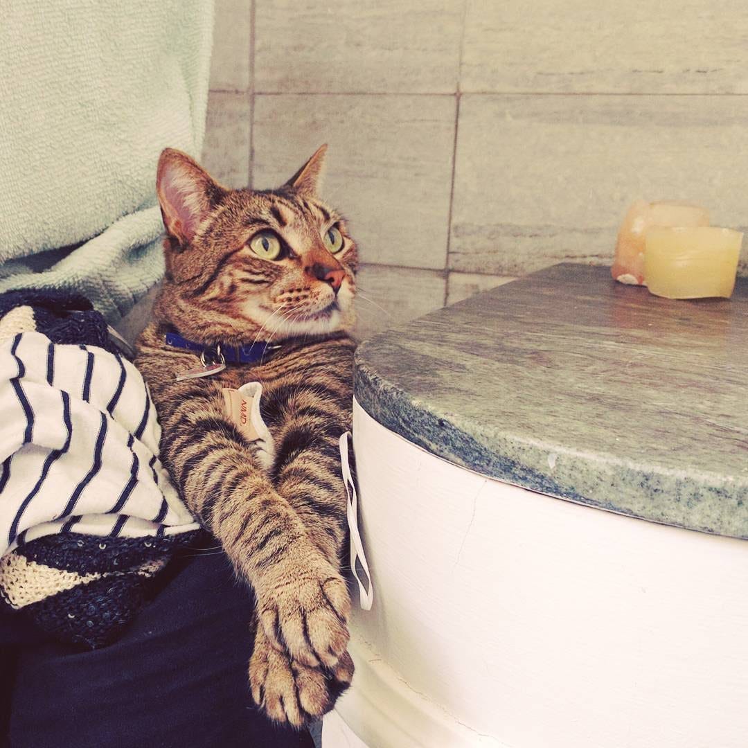 Cómo funciona nuestro amor por los gatos